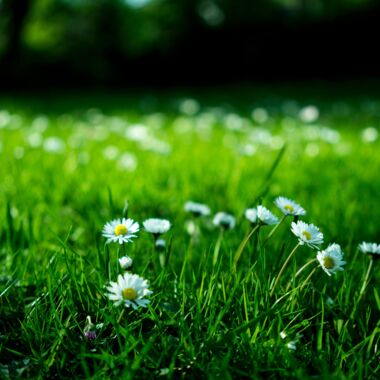 Nahaufnahme von Gänseblümchen auf einer grünen Wiese.