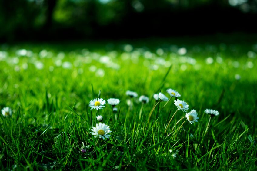 Nahaufnahme von Gänseblümchen auf einer grünen Wiese.
