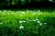 Nahaufnahme von Gänseblümchen auf einer grünen Wiese.